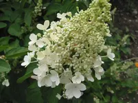 029.webp