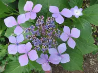 038.webp
