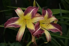 Taunus Purple Spider.webp