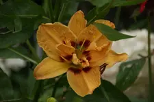 Unbekannt orange halbgefuellt mit Auge.webp