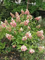 016.webp
