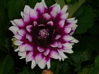 k-DSCI2985.webp