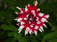 k-DSCI2987.webp