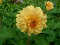 k-DSCI2988.webp
