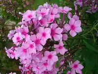 k-DSCI2994.webp