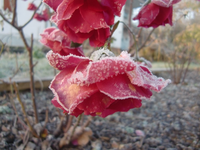 CIMG3954.webp