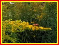 119.webp