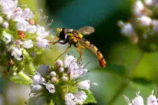 Schwebefliege_20720.webp