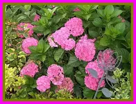 008.webp