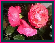 015.webp