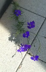 image.webp