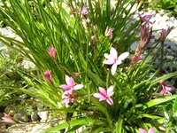 DSCN9255.webp