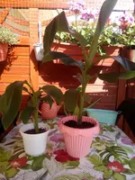 rosa Bananenpflanen.webp
