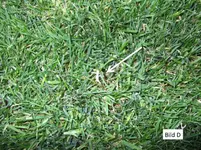Ist das Poa annua_D.webp