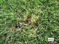Ist das Poa annua_B.webp
