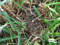 Ist das Poa annua_E.webp