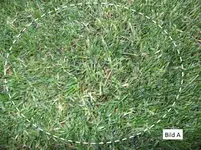 Ist das Poa annua_A.webp