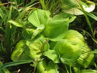 avocado_1024x768.webp