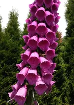 FingerhutPink2.webp