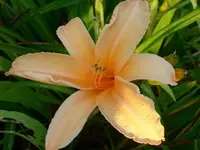 Carthweels.webp