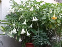 DSC01417.webp