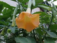 DSC01420.webp
