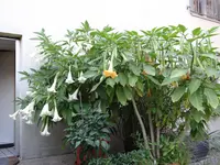 DSC01436.webp