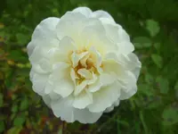 SAM_5162.webp