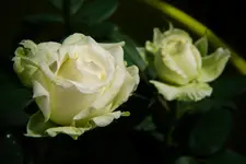 IMG_4925.webp