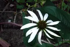 _Sohut Alba.webp