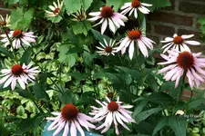 _rosef. Staude Sohut.webp