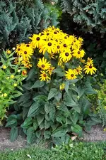 _Rudbeckia.webp