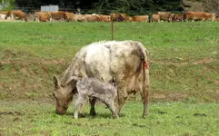Copy of IMG_9261v.webp