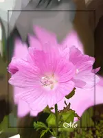 IMG_4825 Malve  1000 pix.webp
