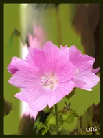 IMG_4825 Malve 1000 p-Rahmen dunkel-4.webp