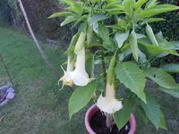 DSCN1224.webp