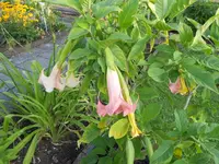 DSCN1225.webp