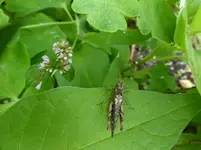 P1180041.webp