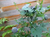 P1170800.webp