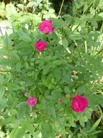 P1180071.webp