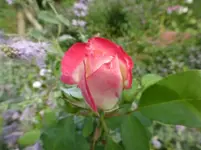 P1180061.webp