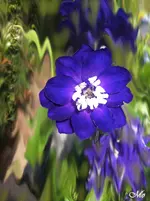 IMG_6720 Rittersporn mystisch 1000-3.webp