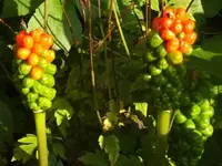 K800_DSCF4407.webp