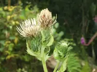 K800_DSCF4421.webp