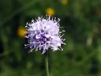 K800_DSCF4437.webp