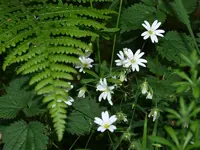 Blume.webp