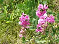 Blume1.webp