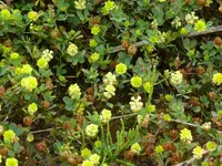 Blume5.webp