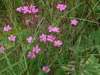 Blume6.webp