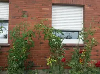 20140807_152405.webp